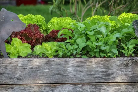 Hochbeet mit Salaten